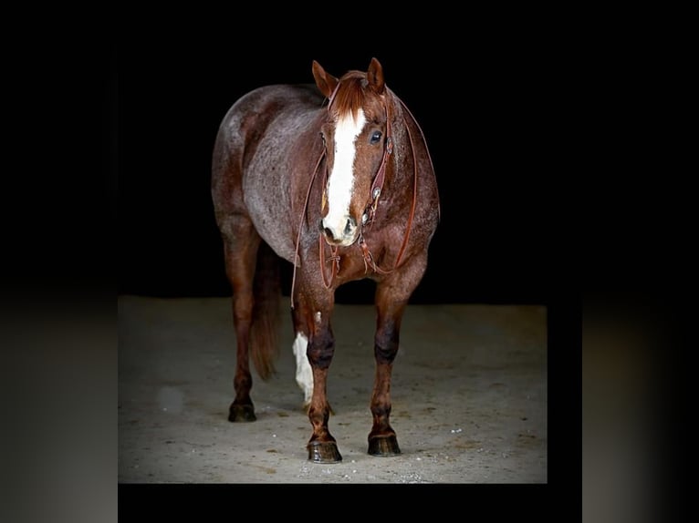 American Quarter Horse Gelding 10 years 15,3 hh Roan-Red in Clarion, PA