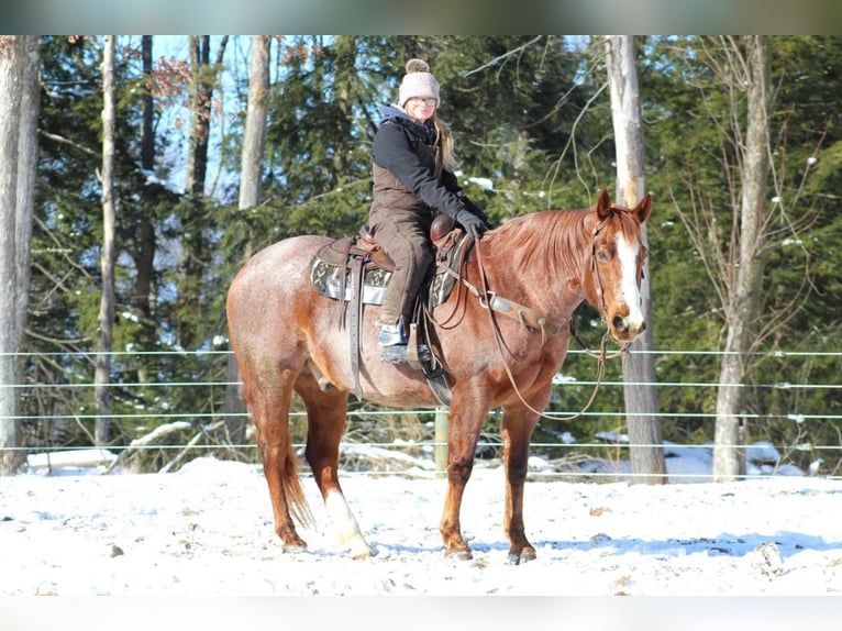 American Quarter Horse Gelding 10 years 15,3 hh Roan-Red in Clarion, PA