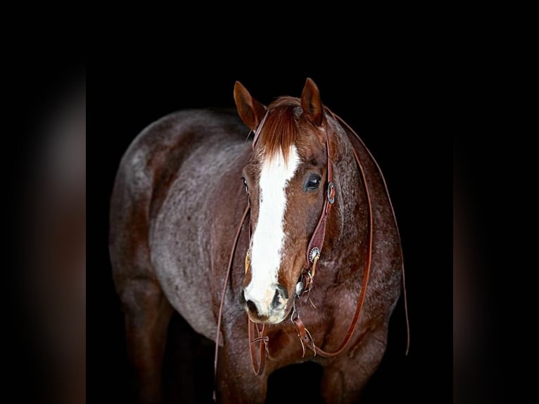 American Quarter Horse Gelding 10 years 15,3 hh Roan-Red in Clarion, PA