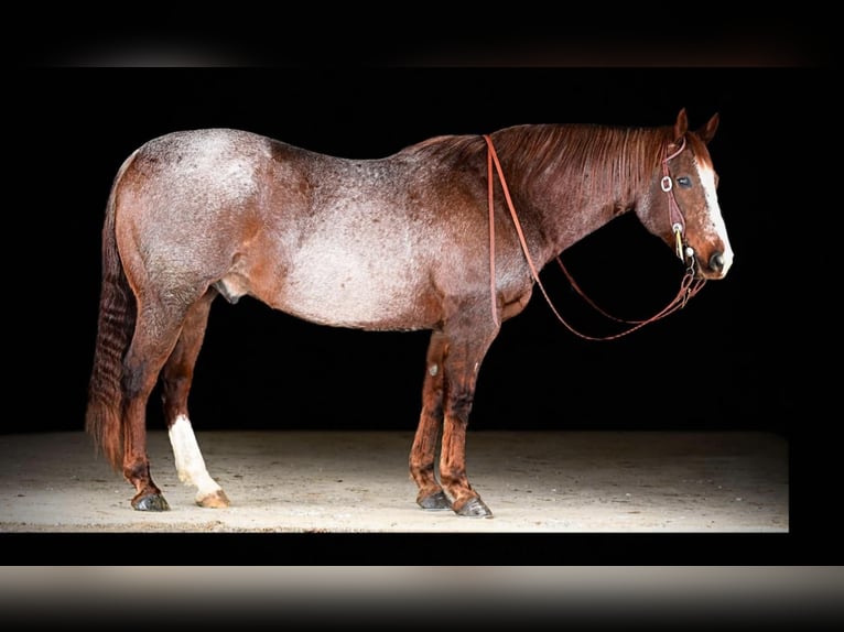 American Quarter Horse Gelding 10 years 15,3 hh Roan-Red in Clarion, PA