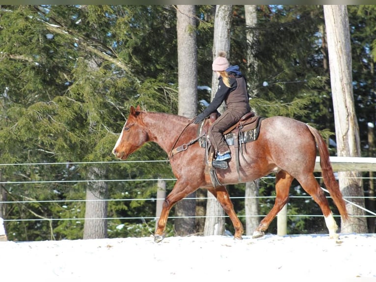 American Quarter Horse Gelding 10 years 15,3 hh Roan-Red in Clarion, PA