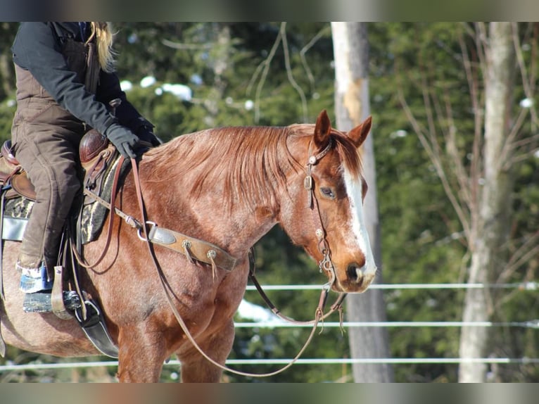 American Quarter Horse Gelding 10 years 15,3 hh Roan-Red in Clarion, PA