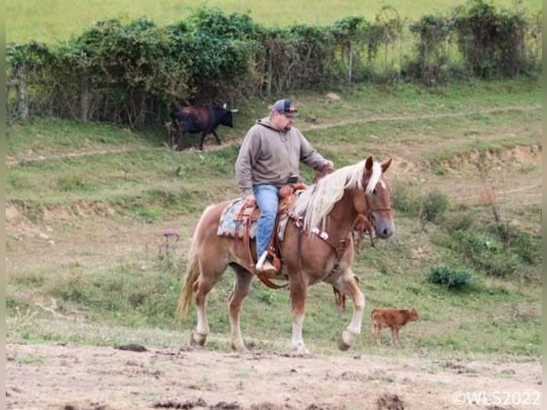 American Quarter Horse Gelding 10 years 15,3 hh Sorrel in Brookesville KY