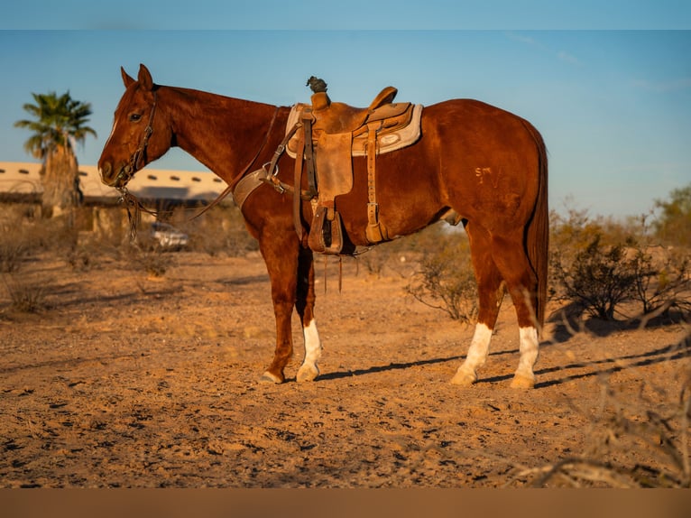 American Quarter Horse Gelding 10 years 15,3 hh Sorrel in Wittmann, AZ