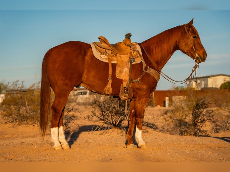 American Quarter Horse Gelding 10 years 15,3 hh Sorrel in Wittmann, AZ