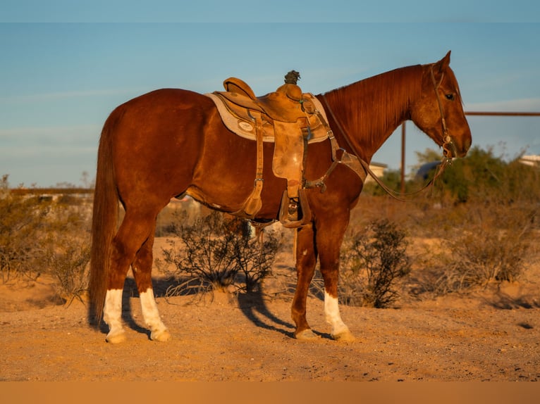 American Quarter Horse Gelding 10 years 15,3 hh Sorrel in Wittmann, AZ