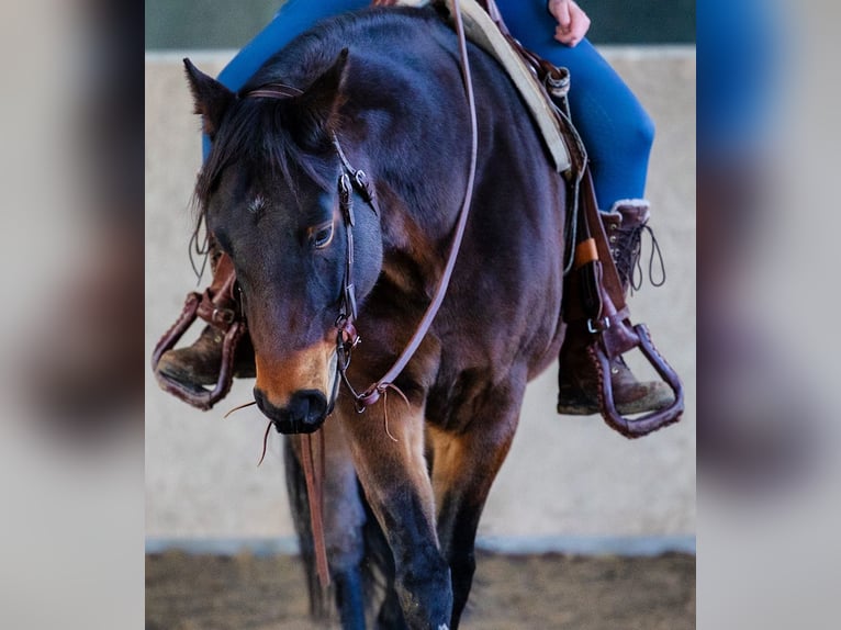 American Quarter Horse Gelding 10 years 15 hh Bay-Dark in Rhauderfehn