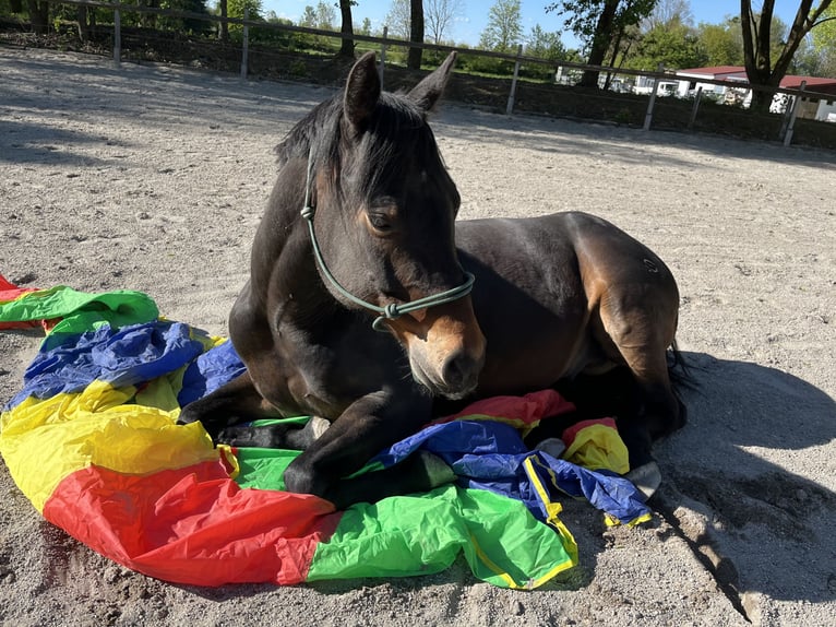 American Quarter Horse Gelding 10 years 15 hh Bay-Dark in Rhauderfehn
