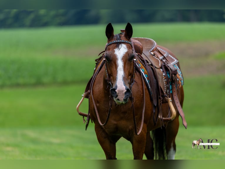 American Quarter Horse Gelding 10 years 15 hh Bay in North Bloomfield