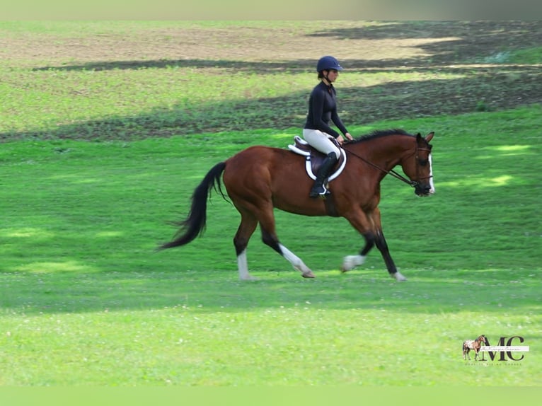American Quarter Horse Gelding 10 years 15 hh Bay in North Bloomfield