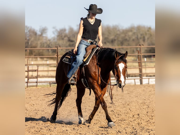 American Quarter Horse Gelding 10 years 15 hh Bay in Troy