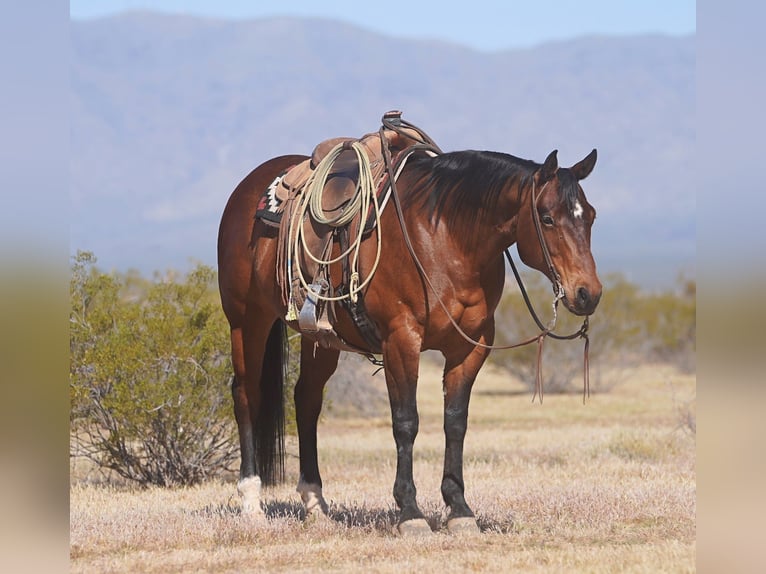 American Quarter Horse Gelding 10 years 15 hh Bay in Aguila
