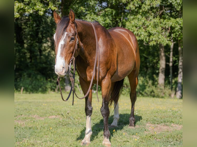 American Quarter Horse Gelding 10 years 15 hh Bay in Henderson