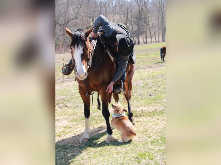 American Quarter Horse Gelding 10 years 15 hh Bay in Henderson
