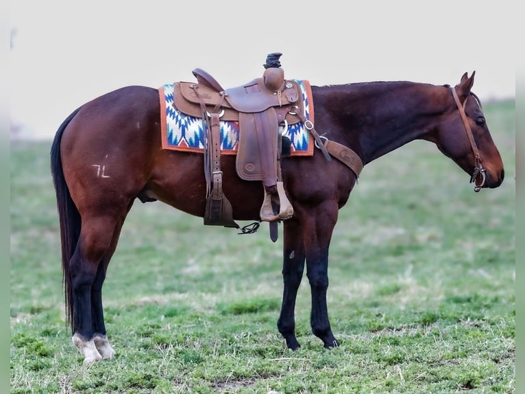 American Quarter Horse Gelding 10 years 15 hh Bay in Joy