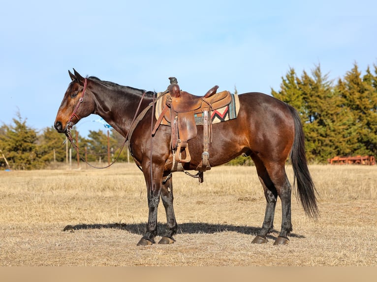 American Quarter Horse Gelding 10 years 15 hh Bay in Ripley