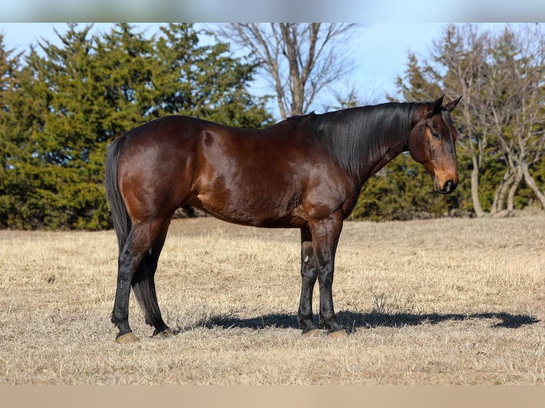 American Quarter Horse Gelding 10 years 15 hh Bay in Ripley