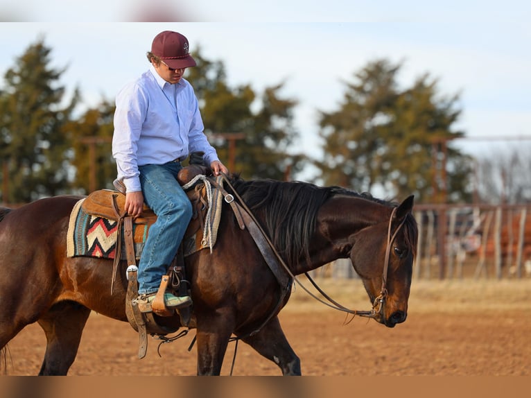 American Quarter Horse Gelding 10 years 15 hh Bay in Ripley
