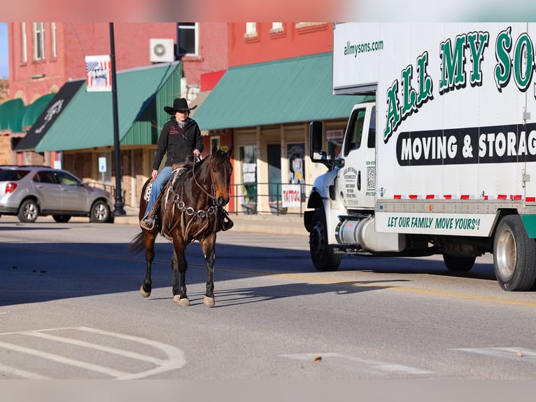 American Quarter Horse Gelding 10 years 15 hh Bay in Ripley