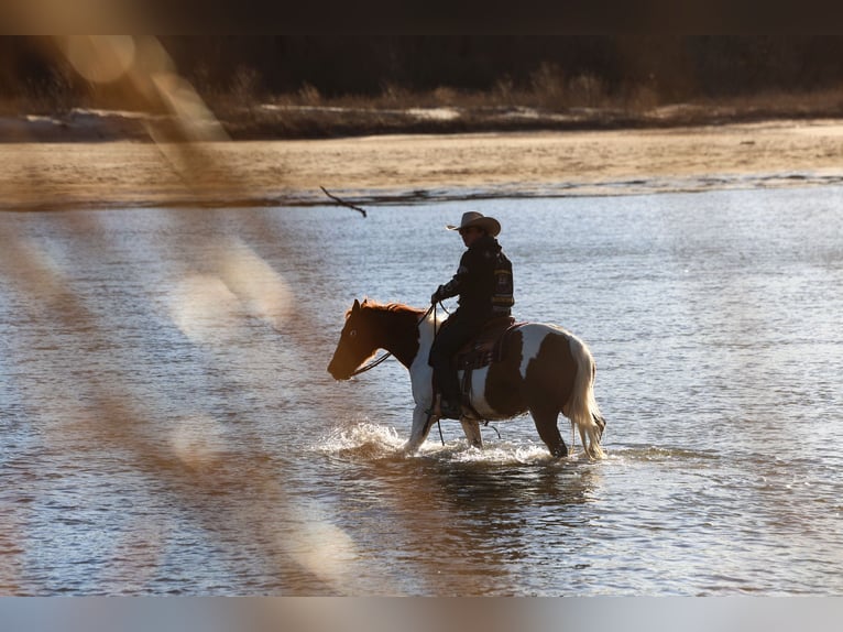 American Quarter Horse Gelding 10 years 15 hh Bay in Ripley