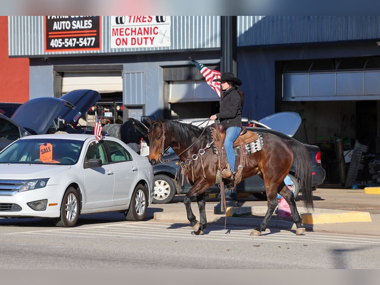 American Quarter Horse Gelding 10 years 15 hh Bay in Ripley