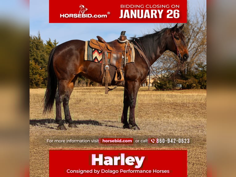 American Quarter Horse Gelding 10 years 15 hh Bay in Ripley