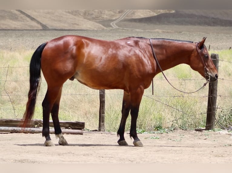 American Quarter Horse Gelding 10 years 15 hh Bay in Tres Pinos