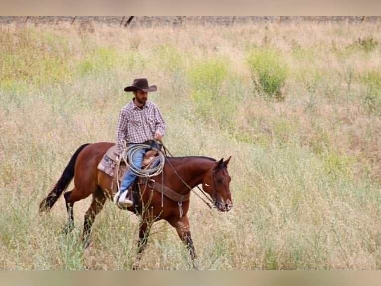 American Quarter Horse Gelding 10 years 15 hh Bay in Tres Pinos
