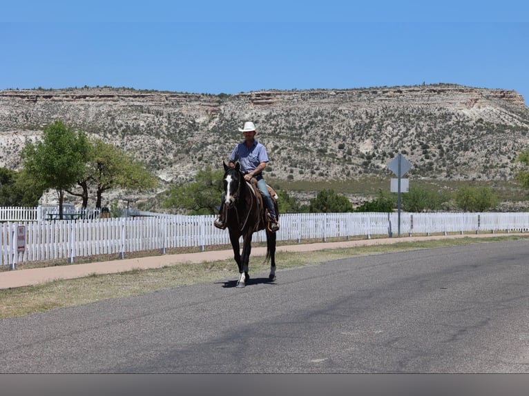 American Quarter Horse Gelding 10 years 15 hh Bay in Camp Verde AZ