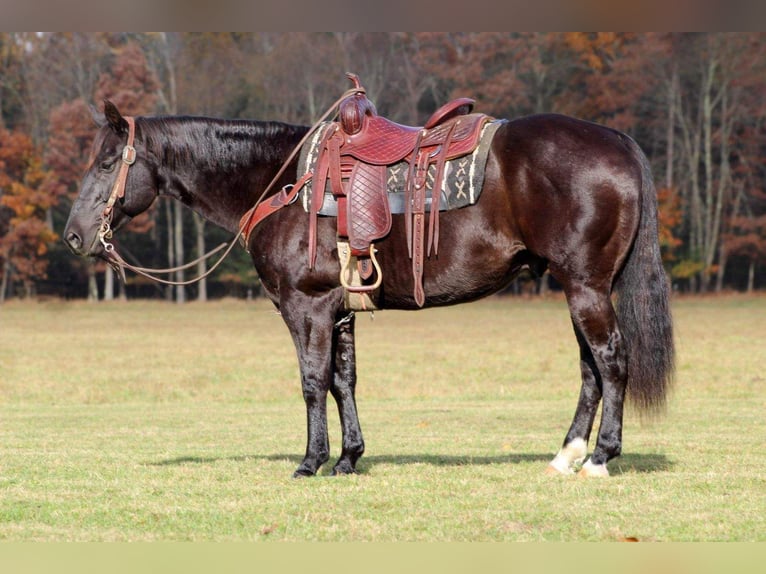 American Quarter Horse Gelding 10 years 15 hh Black in Clarion