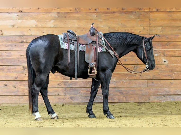 American Quarter Horse Gelding 10 years 15 hh Black in Clarion