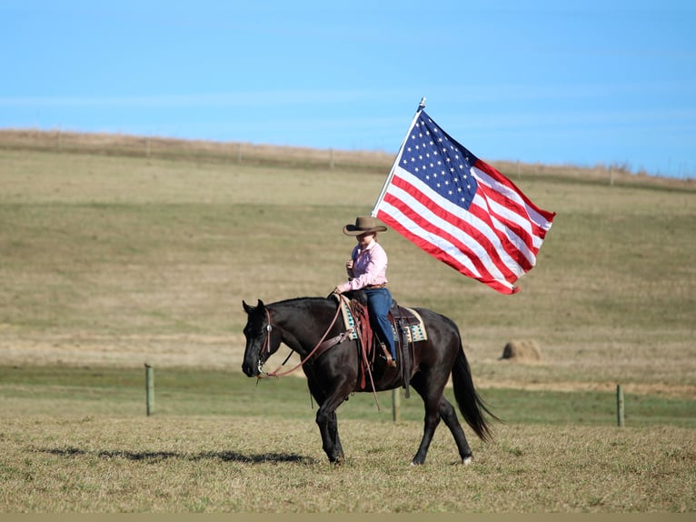 American Quarter Horse Gelding 10 years 15 hh Black in Clarion