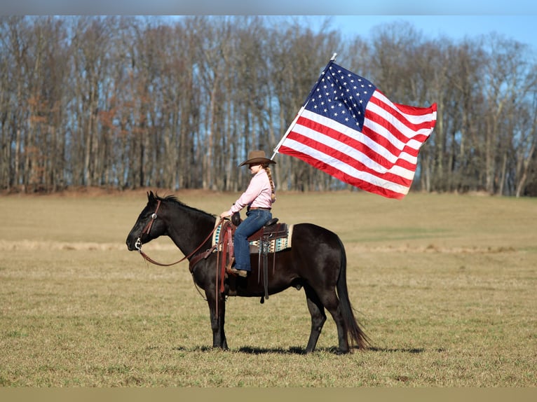 American Quarter Horse Gelding 10 years 15 hh Black in Clarion