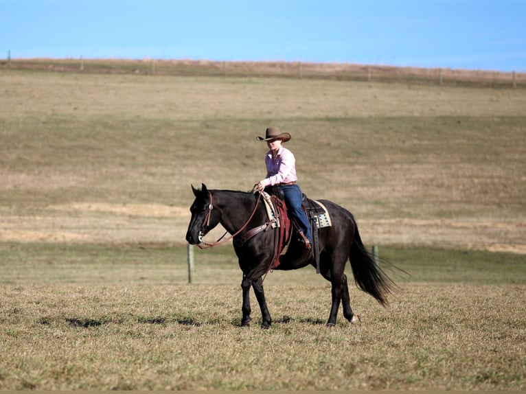 American Quarter Horse Gelding 10 years 15 hh Black in Clarion