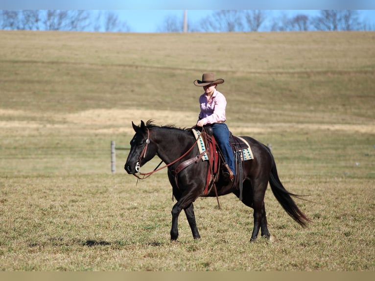 American Quarter Horse Gelding 10 years 15 hh Black in Clarion