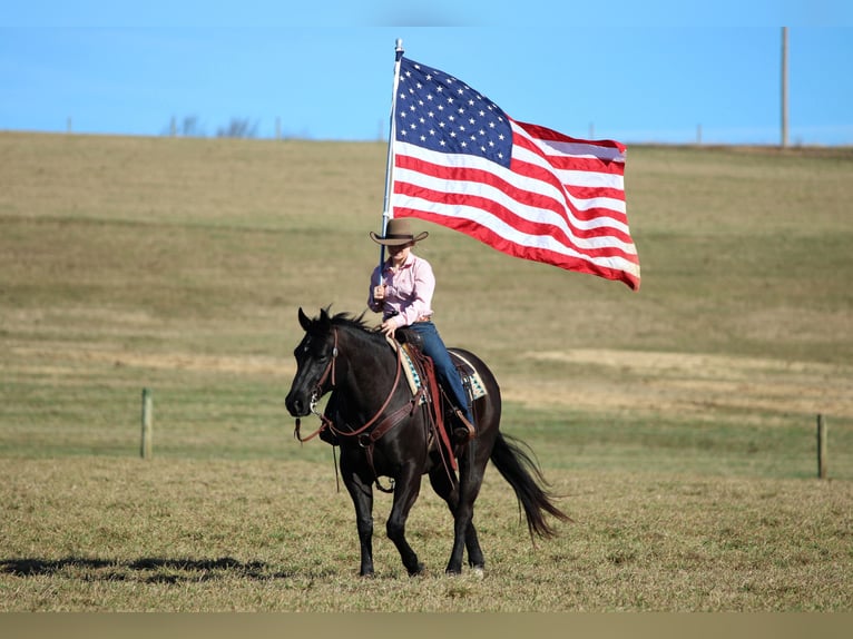American Quarter Horse Gelding 10 years 15 hh Black in Clarion