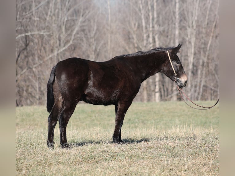 American Quarter Horse Gelding 10 years 15 hh Black in Brodhead, ky