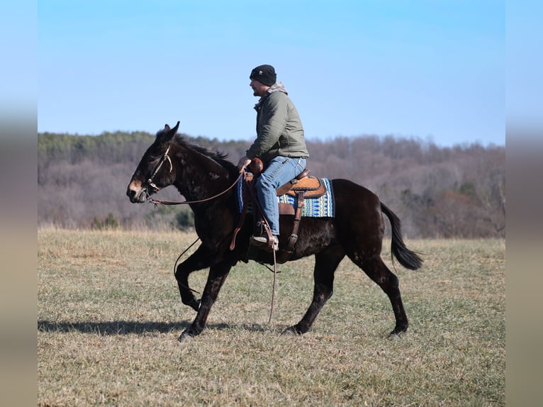 American Quarter Horse Gelding 10 years 15 hh Black in Brodhead, ky
