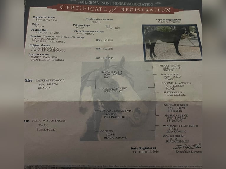 American Quarter Horse Gelding 10 years 15 hh Black in Paicines CA