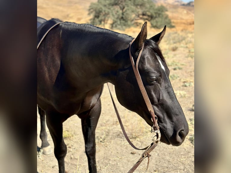 American Quarter Horse Gelding 10 years 15 hh Black in Paicines CA