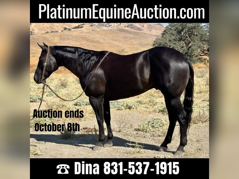 American Quarter Horse Gelding 10 years 15 hh Black in Paicines CA