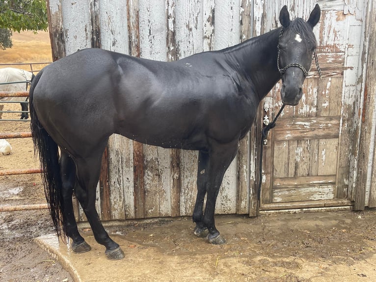 American Quarter Horse Gelding 10 years 15 hh Black in Paicines CA