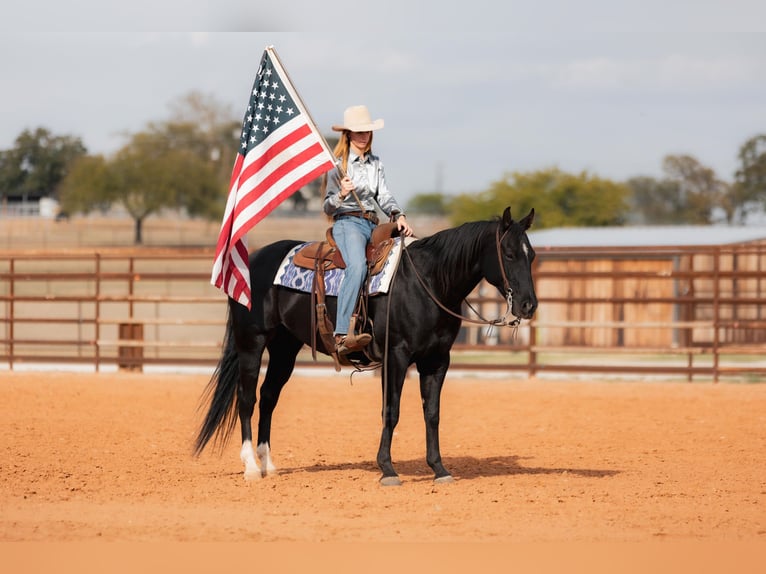 American Quarter Horse Gelding 10 years 15 hh Black in Weatherford TX