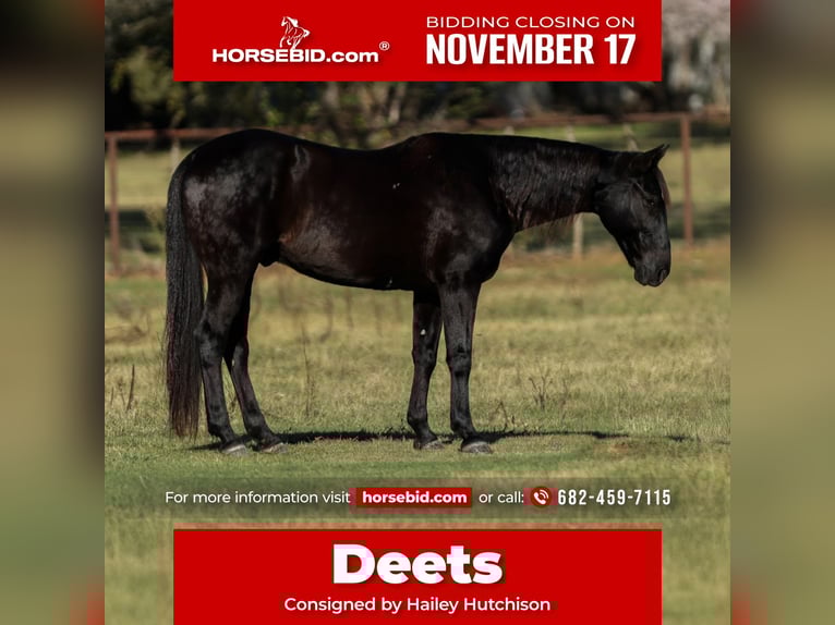 American Quarter Horse Gelding 10 years 15 hh Black in Joshua