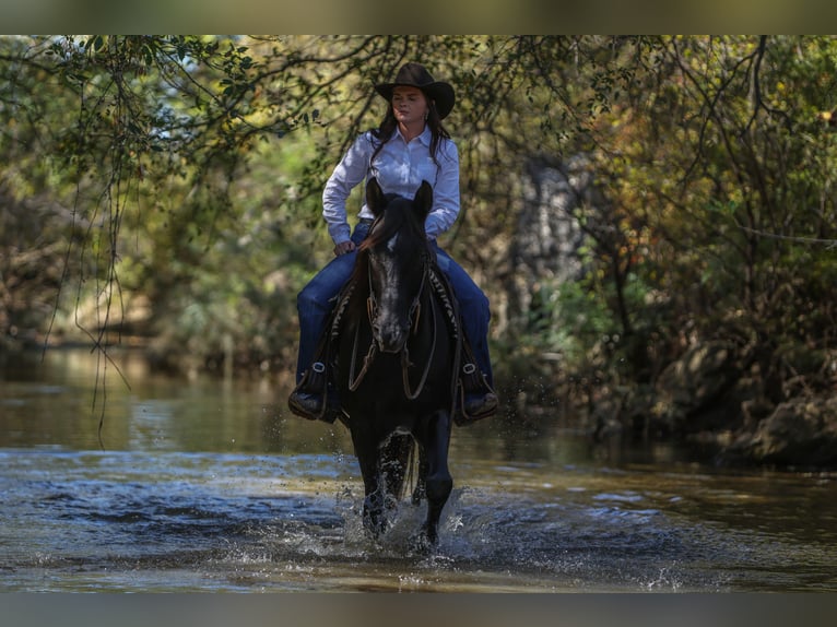 American Quarter Horse Gelding 10 years 15 hh Black in Joshua