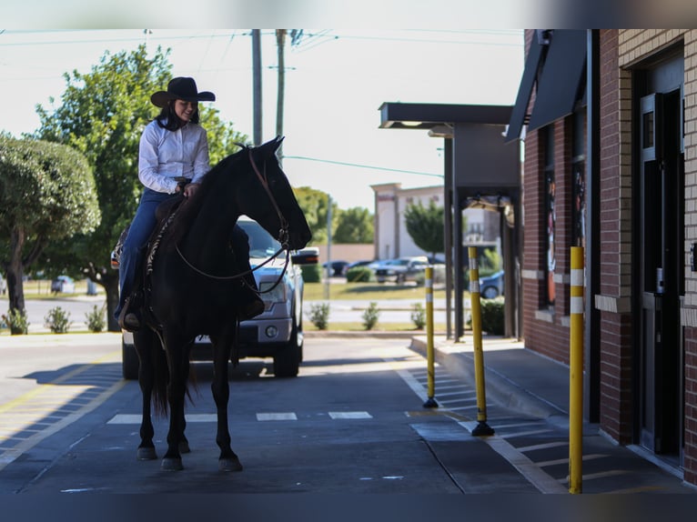 American Quarter Horse Gelding 10 years 15 hh Black in Joshua