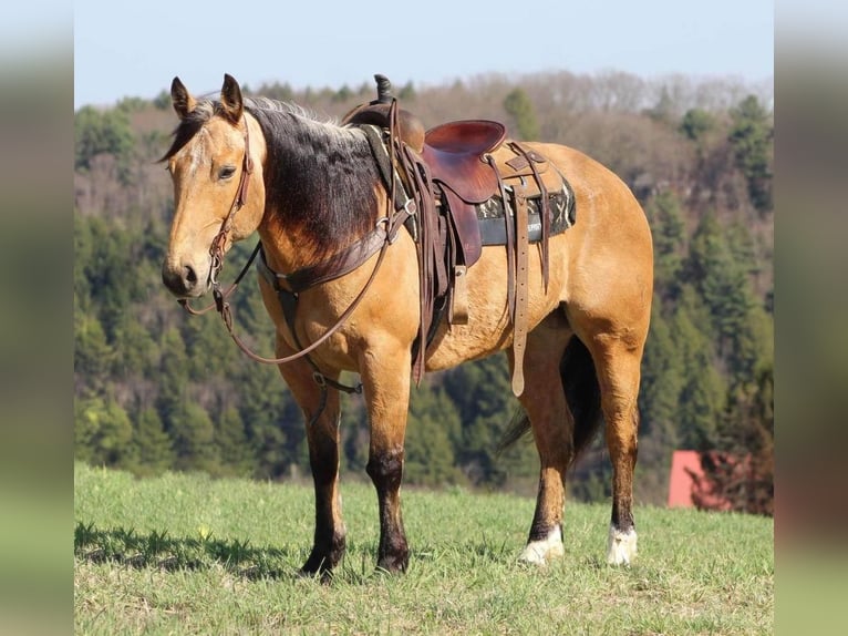 American Quarter Horse Gelding 10 years 15 hh Buckskin in Clarion, PA