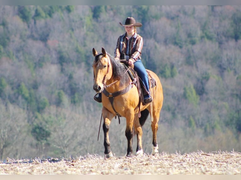 American Quarter Horse Gelding 10 years 15 hh Buckskin in Clarion, PA