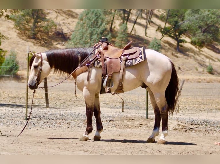 American Quarter Horse Gelding 10 years 15 hh Buckskin in Tres Pinos