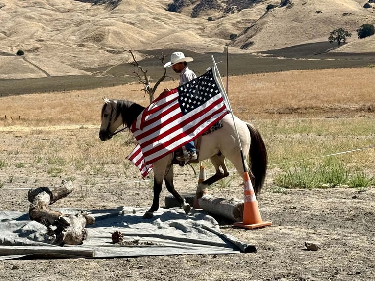 American Quarter Horse Gelding 10 years 15 hh Buckskin in Tres Pinos